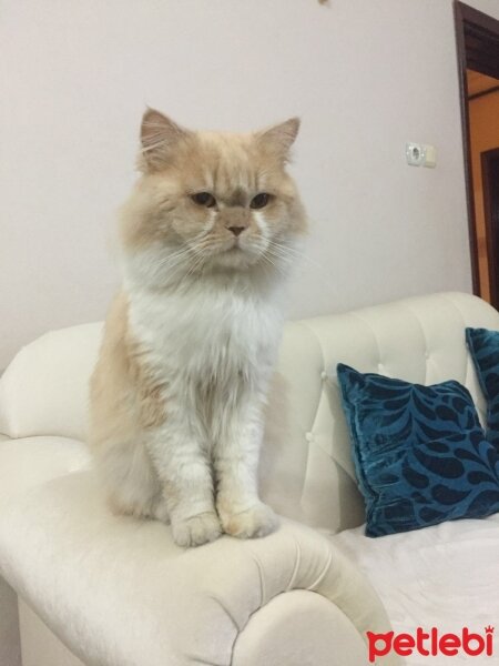 İran Kedisi (Persian), Kedi  Lokum fotoğrafı