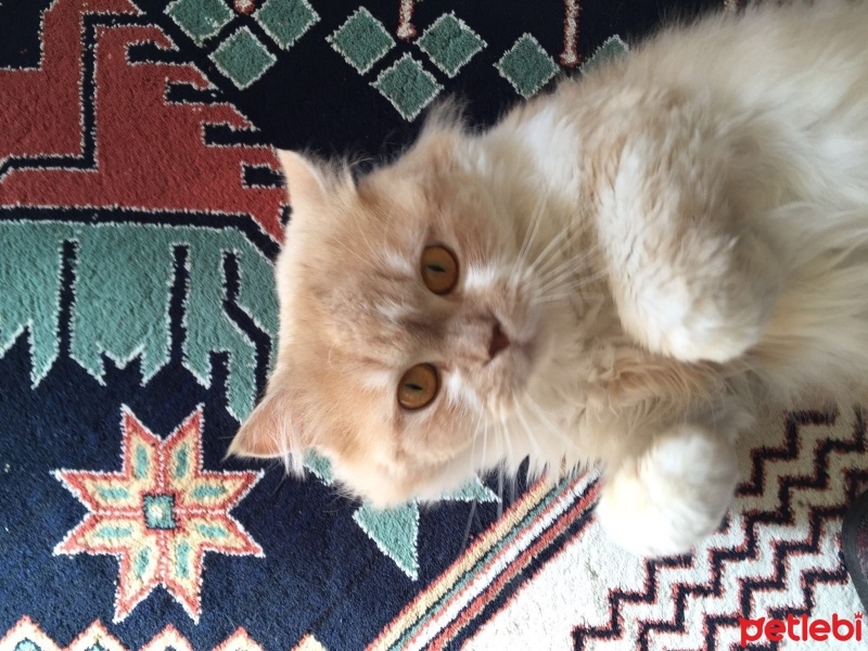 İran Kedisi (Persian), Kedi  Lokum fotoğrafı