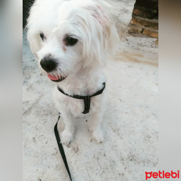 Maltese, Köpek  Köpük fotoğrafı
