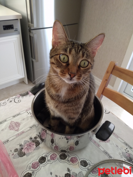 Tekir Kedi, Kedi  Kivi fotoğrafı