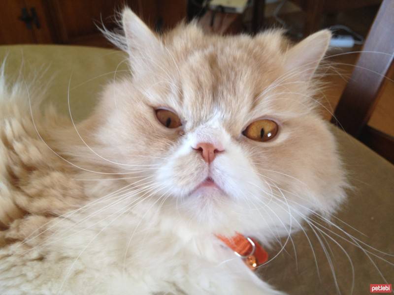 Chinchilla, Kedi  Edward fotoğrafı