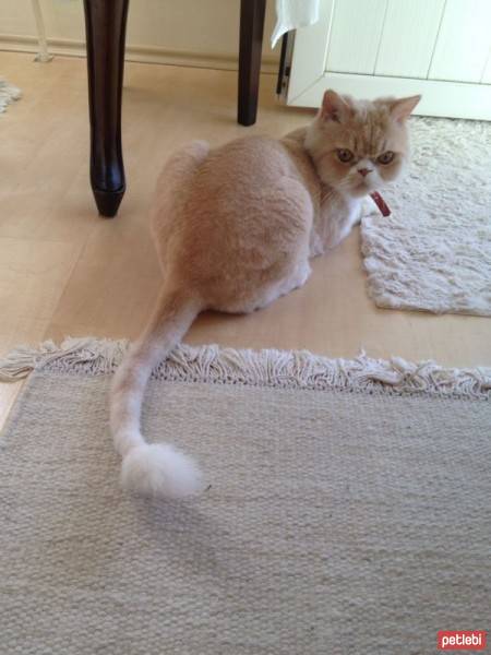 Chinchilla, Kedi  Edward fotoğrafı