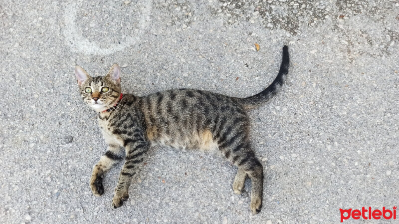 Tekir Kedi, Kedi  Mossad fotoğrafı