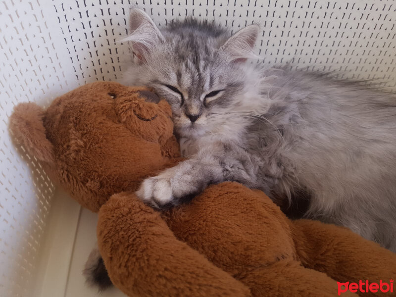 Chinchilla, Kedi  Kontes fotoğrafı