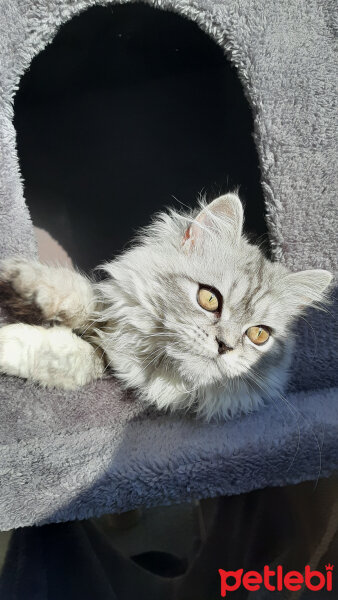 Chinchilla, Kedi  Kontes fotoğrafı