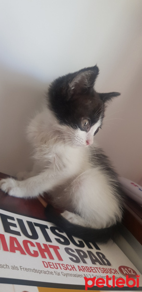 Soke, Kedi  Juliet fotoğrafı