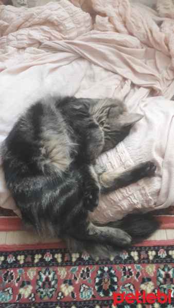 Tekir Kedi, Kedi  Fox fotoğrafı