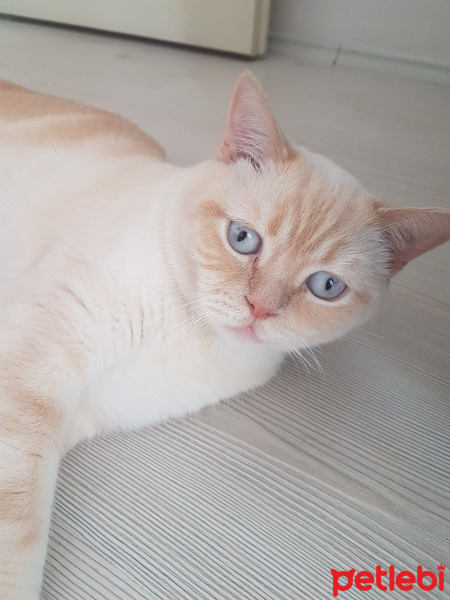Brazilian Shorthair, Kedi  Gofret fotoğrafı