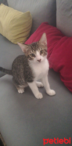 Tekir Kedi, Kedi  Başak fotoğrafı