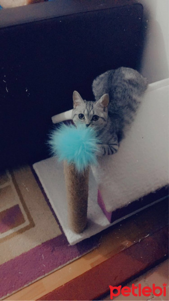 Burmilla (Silver Burmese), Kedi  Lila fotoğrafı