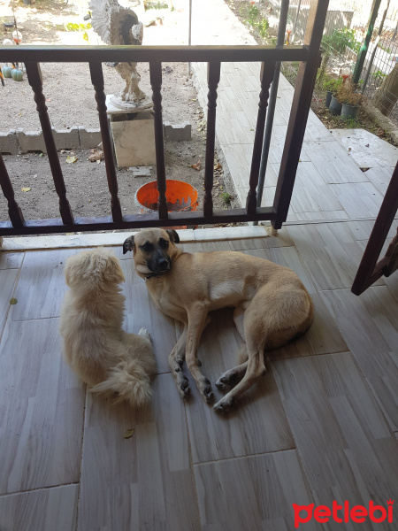 Kangal, Köpek  Pasa fotoğrafı