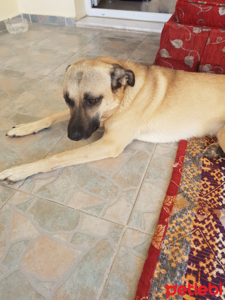 Kangal, Köpek  Pasa fotoğrafı
