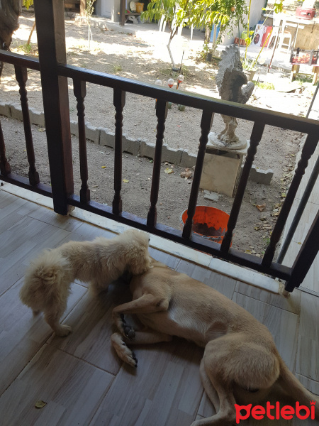 Kangal, Köpek  Pasa fotoğrafı