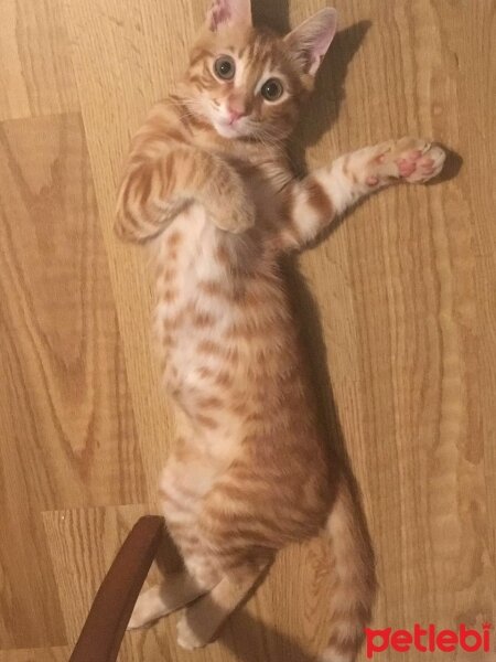 Tekir Kedi, Kedi  Oscar fotoğrafı