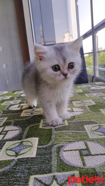 British Shorthair, Kedi  Mia fotoğrafı