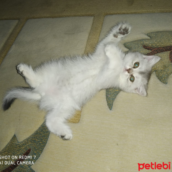 British Shorthair, Kedi  Mia fotoğrafı