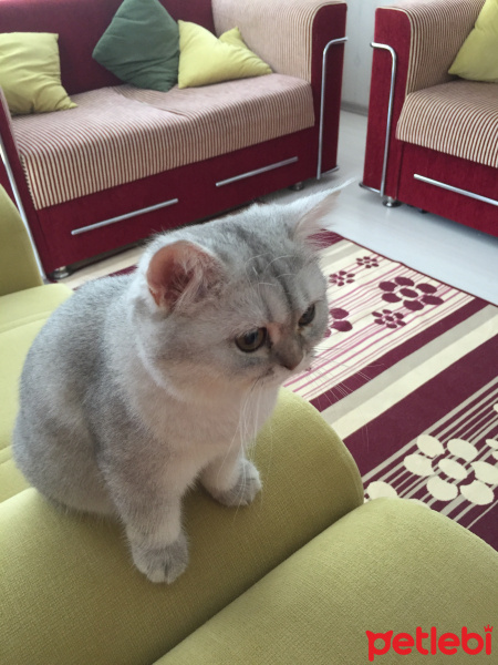 British Shorthair, Kedi  Mia fotoğrafı