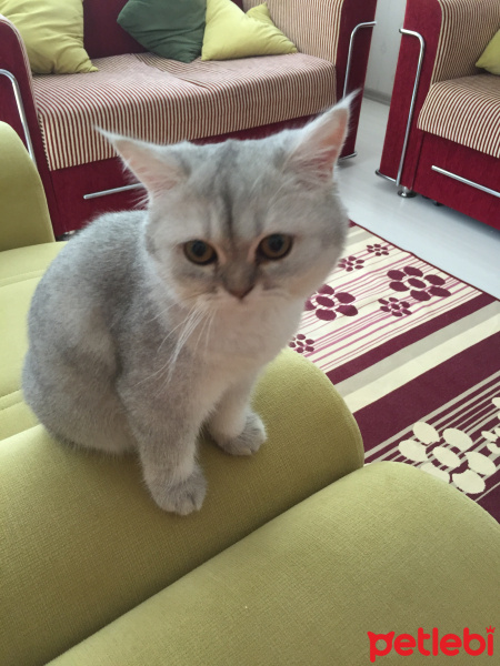 British Shorthair, Kedi  Mia fotoğrafı