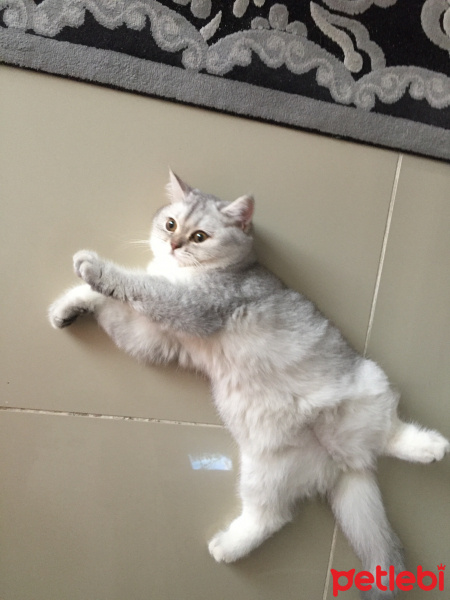 British Shorthair, Kedi  Mia fotoğrafı
