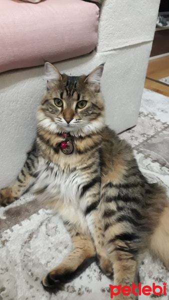 Maine Coon, Kedi  Efes fotoğrafı