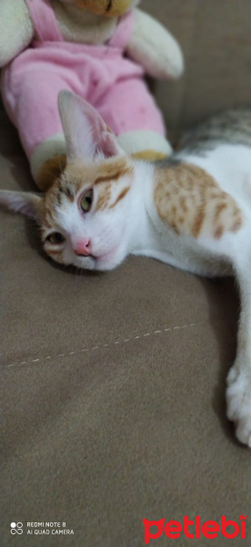 Tekir Kedi, Kedi  Minik fotoğrafı