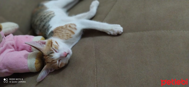 Tekir Kedi, Kedi  Minik fotoğrafı