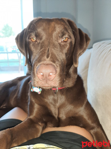 Labrador Retriever, Köpek  Viski fotoğrafı