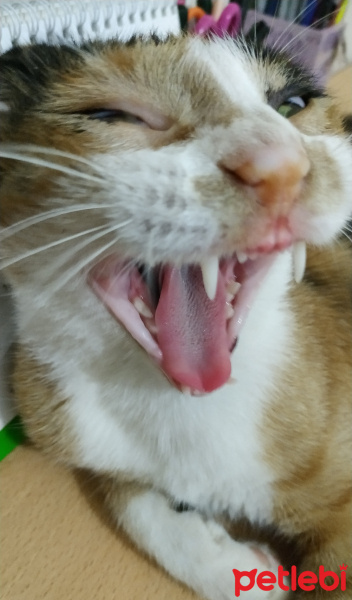 Tekir Kedi, Kedi  Renkli fotoğrafı