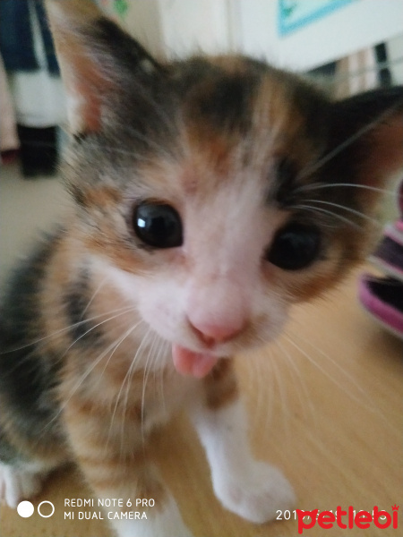 Tekir Kedi, Kedi  Renkli fotoğrafı