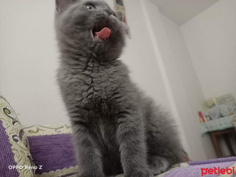 British Shorthair, Kedi  Duman fotoğrafı