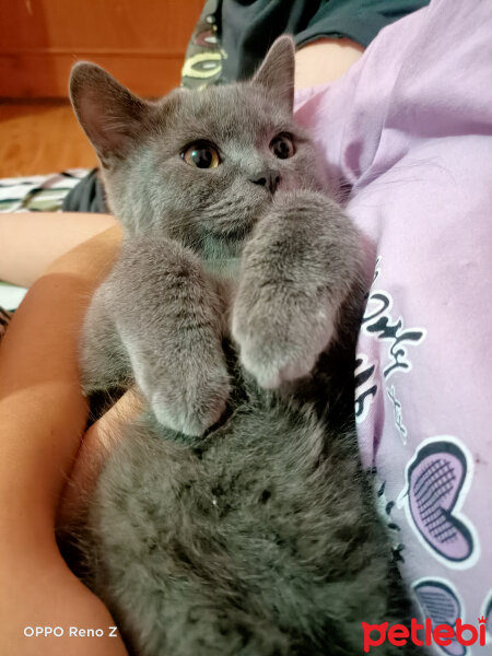 British Shorthair, Kedi  Duman fotoğrafı