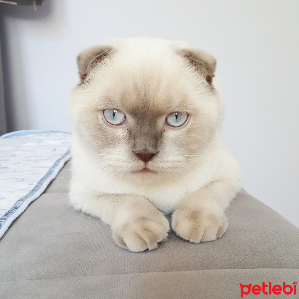 Scottish Fold, Kedi  Bambi fotoğrafı