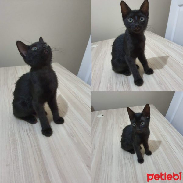 Bombay, Kedi  Bombay kiz fotoğrafı