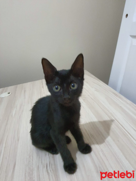 Bombay, Kedi  Bombay kiz fotoğrafı