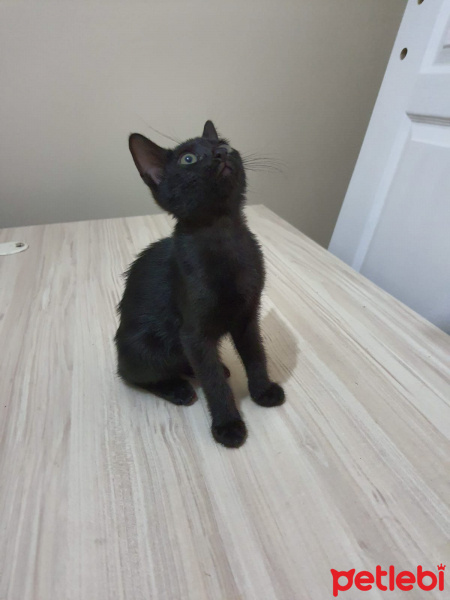 Bombay, Kedi  Bombay kiz fotoğrafı