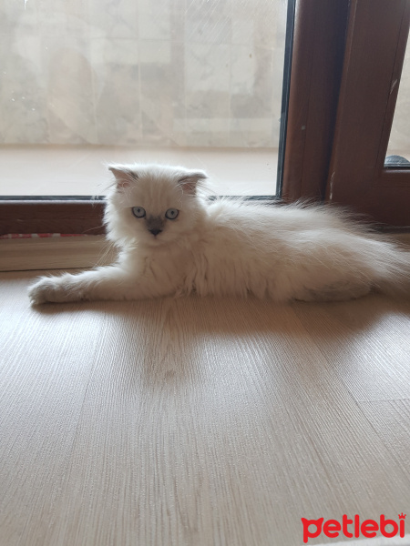 British Shorthair, Kedi  Şuşu fotoğrafı