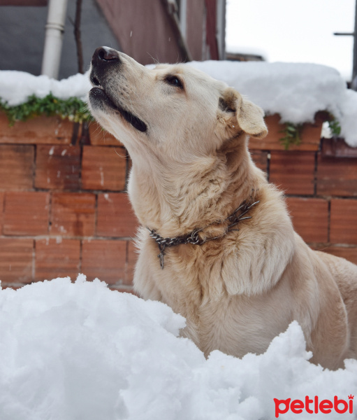 Golden Retriever, Köpek  Buffy fotoğrafı