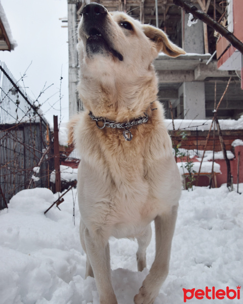 Golden Retriever, Köpek  Buffy fotoğrafı