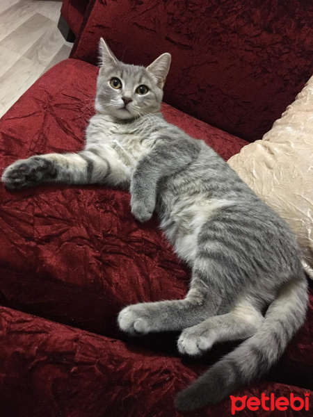 British Shorthair, Kedi  smooky fotoğrafı