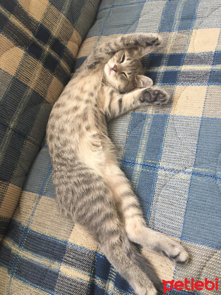 British Shorthair, Kedi  smooky fotoğrafı