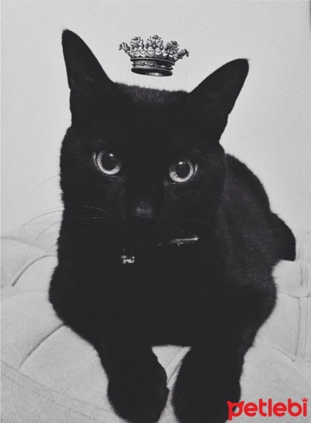 Bombay, Kedi  Sebastian fotoğrafı