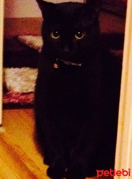 Bombay, Kedi  Sebastian fotoğrafı