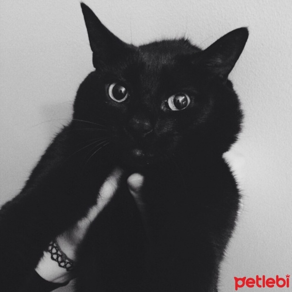 Bombay, Kedi  Sebastian fotoğrafı