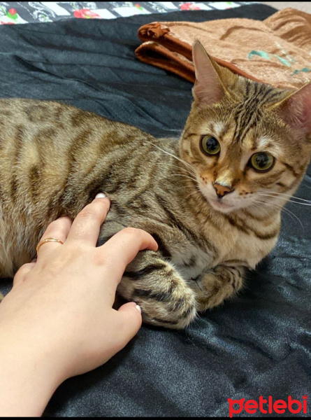 Abyssinian, Kedi  Boncuk fotoğrafı