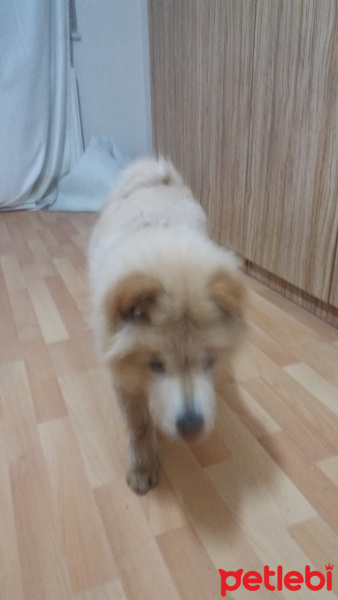 Chow Chow (çin Aslanı), Köpek  Hila fotoğrafı