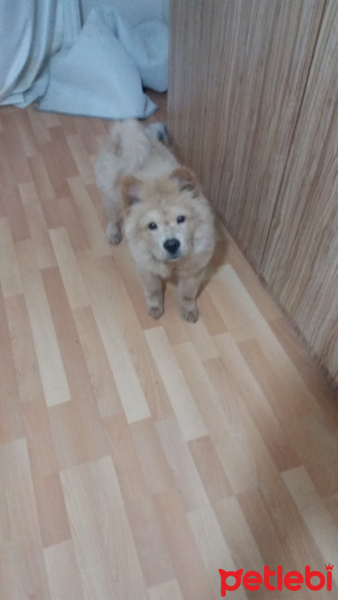 Chow Chow (çin Aslanı), Köpek  Hila fotoğrafı