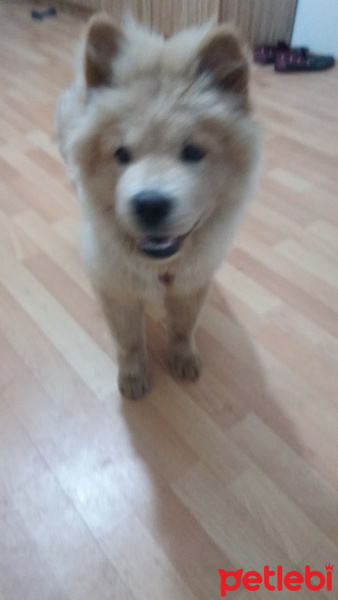 Chow Chow (çin Aslanı), Köpek  Hila fotoğrafı