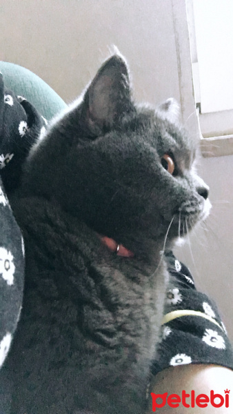 British Shorthair, Kedi  Misha fotoğrafı