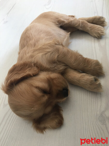 Amerikan Cocker Spaniel, Köpek  Ceku fotoğrafı