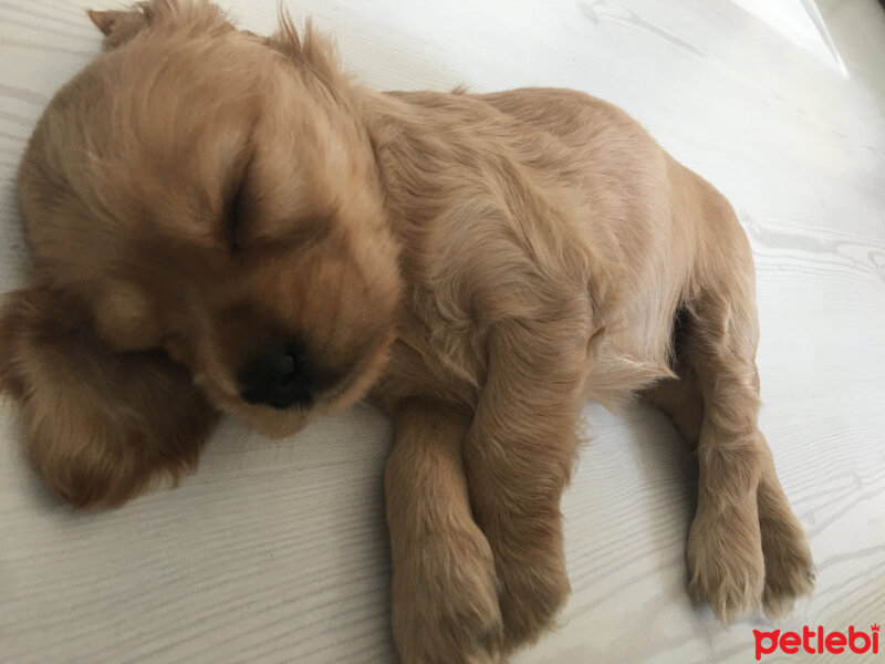 Amerikan Cocker Spaniel, Köpek  Ceku fotoğrafı